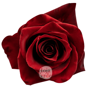 Rosa Explorer