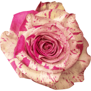 Rosa Magic Times